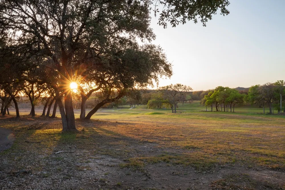 trees in a field at sunrise in Texas Hill Country