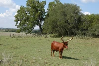Texas longhorn on ranch in Bandera TX
